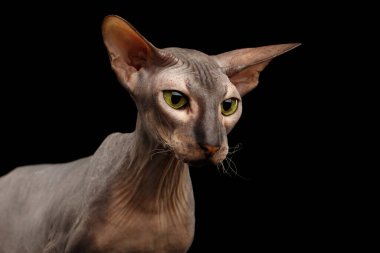 Kılsız, yeşil gözlü, büyük kulaklı, ensesinde kırışıklıklar olan Peterbald Cat, izole edilmiş siyah arka plan, ön görüş.