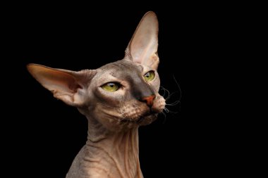 Kılsız Peterbald Cat 'in yakın plan portresi yeşil gözlü ve büyük kulaklı, boynu kırışık ve komik bıyıklı, sakin bir şekilde izole edilmiş siyah arka plan, ön görüş.