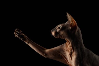 Kılsız Peterbald Cat 'in yakın plan portresi. Yeşil gözlü ve boynu kırışık. Pençesine dokunuyor.