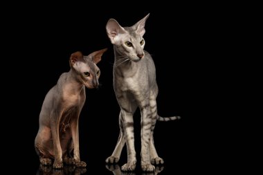 İki Peterbald Cats ailesi, tüysüz, yeşil gözlü, Duran ve Bakan, izole siyah arka plan, ön görüş