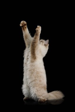 Neşeli Neva Maskeli Kedi Yeşilleşmiş Kara Arkaplan 'da dikiliyor ve pençelerini uzatıyor