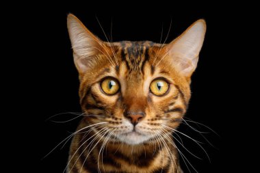 Bengal Kedisi 'nin portresi izole edilmiş Kara Arkaplanda kameraya bakıyor