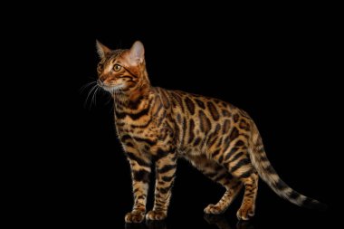 Neşeli Bengal Kedisi Yansıma, yan görünüm ile izole edilmiş Siyah Arkaplan 'a bakıyor ve duruyor