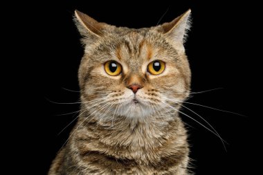 İzole edilmiş siyah arka planda sakar yüzlü İskoç katlı kedi portresi.