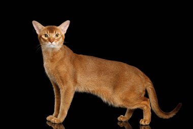 Tapılası Habeşistan Kedisi. Tam uzunlukta, siyah arkaplanda dikiliyor. Yansımalı, yan görünüşlü.