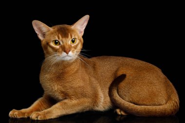 Habeş kedisi, tuhaf yüzüyle uzanıyor, siyah arkaplanda yansıması ile izole.