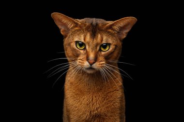 Closeup head of grumpy abyssinian cat in front portrait gazing with angry face in camera, isolated on black background clipart