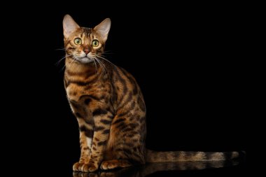 Altın Bengal Kedisi Rosette Yansıma ile izole siyah arka planda oturuyor