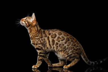 Oyuncu Altın Bengal Kedisi yan yana, yürüyen ve bakan, izole siyah arka planda