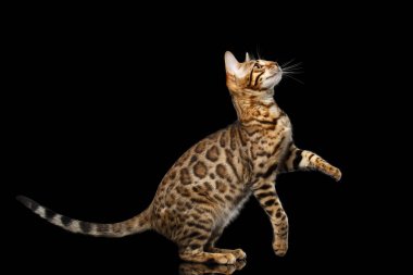 Oyuncu Altın Bengal Kedi yan yana, gerilmiş, yukarı bakıyor ve kaldırıyor, izole siyah arka planda