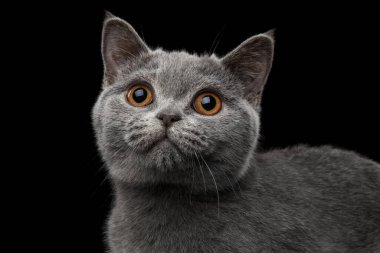 Gri İngiliz Kedi Yavrusu 'nun yakın plan portresi, şirin görünüyor, izole edilmiş siyah arka planda.