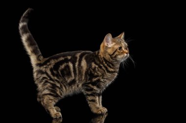 Pedigree Tabby İskoç Kedi Yavrusu, yan yana duruyor ve tek başına siyah arkaplanı inceliyor.