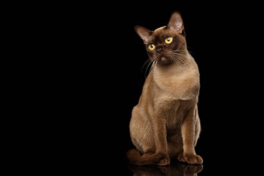 Çikolata kürk renginde tapılası Burma Kedisi, Oturup Meraklı Bakış, yansıması olan izole siyah arka planda