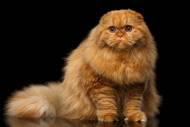Kürklü kırmızı İskoç kıvrımlı dağlı kedi, soyutlanmış siyah arka planda oturuyor, şişman kızıl kedi