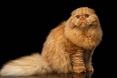 Kürklü kırmızı İskoç kıvrımlı dağlı kedi, soyutlanmış siyah arka planda oturuyor, şişman kızıl kedi