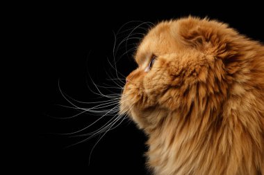 Kürklü kırmızı İskoç katlı kedinin yakın plan portresi başındaki profil görünümünde, izole edilmiş siyah arkaplan