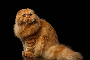 Kürklü kırmızı İskoç kıvrımlı dağlı kedi, soyutlanmış siyah arka planda oturuyor, şişman kızıl kedi