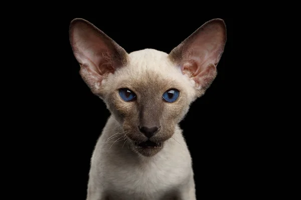 Retrato Brown Peterbald Kitten Con Ojos Azul Oscuro Sobre Fondo —  Fotos de Stock