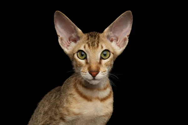 Porträt Von Ginger Peterbald Kitten Mit Neugierigem Gesicht Auf Isoliertem — Stockfoto