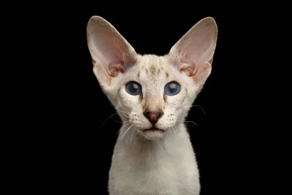 Porträtt Vit Peterbald Kattunge Med Blå Ögon Isolerad Svart Bakgrund — Stockfoto