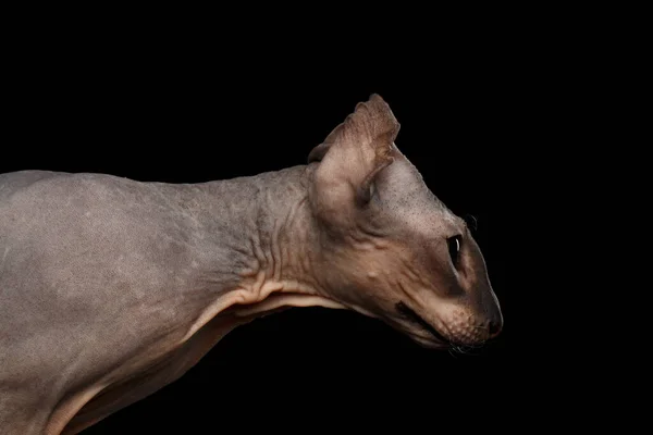 Porträt Von Peterbald Naked Cat Shake Head Mit Lustigen Ohren — Stockfoto