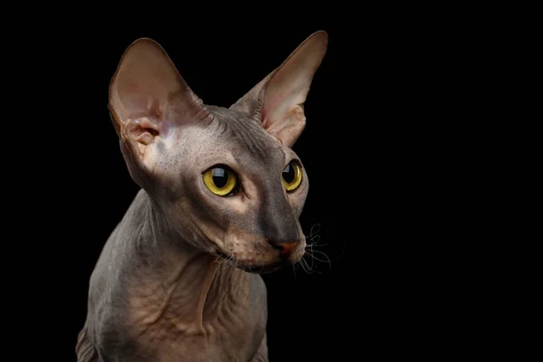 Portret Peterbalda Nagi Kot Patrząc Bok Odizolowanym Czarnym Tle Widok — Zdjęcie stockowe