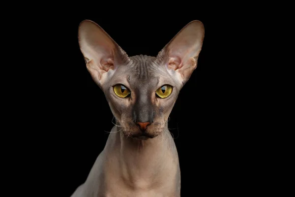 Porträtt Peterbald Naken Katt Titta Kameran Med Magi Gul Ögon — Stockfoto