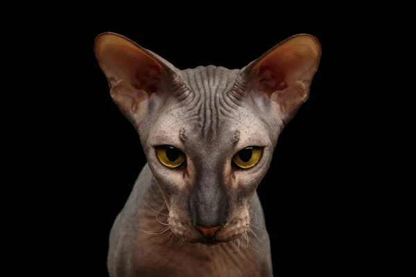 Retrato Peterbald Gato Desnudo Mirando Cámara Con Magia Ojos Amarillos —  Fotos de Stock