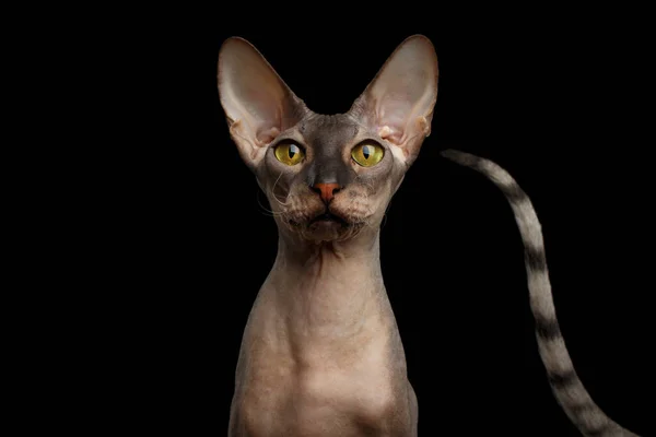 Zvědavý Portrét Peterbald Nahé Kočky Outsider Ocas Izolovaném Černém Pozadí — Stock fotografie