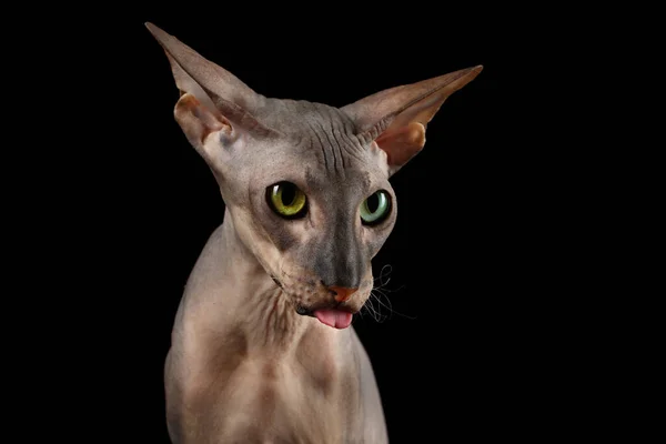 Nyfiken Porträtt Peterbald Naken Katt Med Udda Ögon Och Roligt — Stockfoto