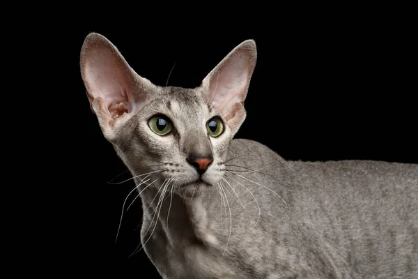 Peterbald Sphynx Katt Nyfikenhet Ser Tillbaka Isolerad Svart Bakgrund — Stockfoto