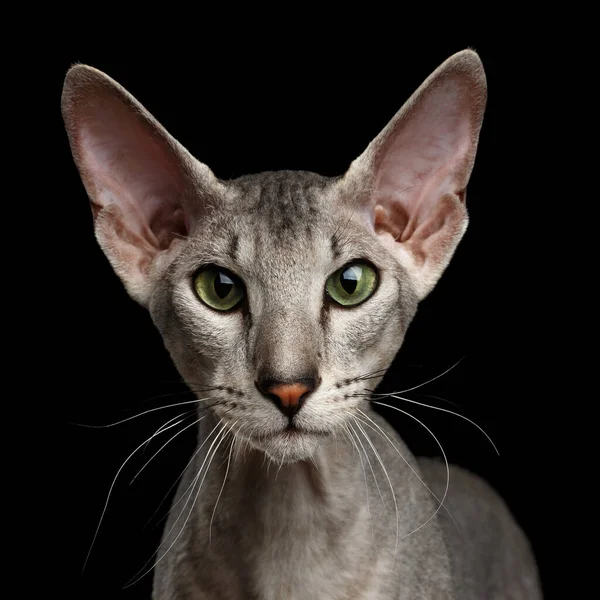Närbild Porträtt Peterbald Sphynx Katt Nyfikenhet Ser Isolerad Svart Bakgrund — Stockfoto