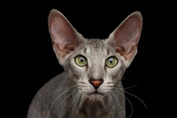 Close Portrait Peterbald Sphynx Cat Gazing Looks Isolated Black Background — Stock Photo, Image