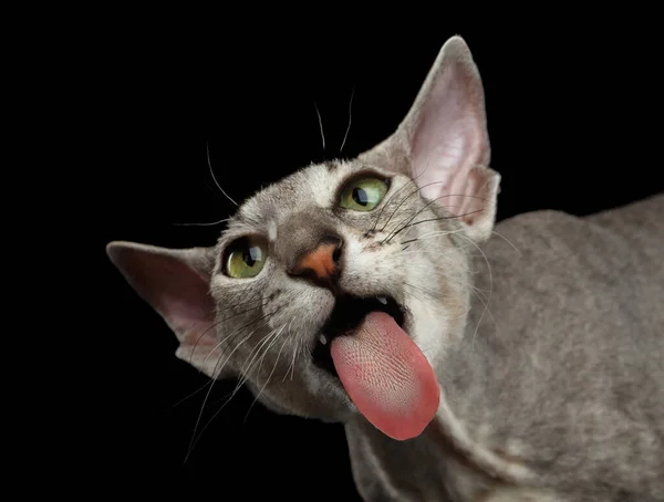 Gros Plan Portrait Drôle Peterbald Sphynx Cat Lick Screen Semble — Photo