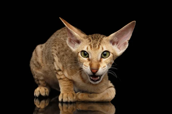 Closeup Peterbald Kitty Ginger Color Green Eyes Big Ears Sitting — Stock Photo, Image