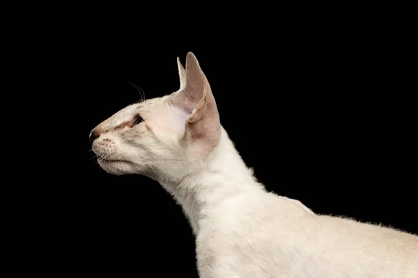 青い目 大きな耳と左を見て 反射と隔離された黒の背景を持つ閉鎖ピーターバラの子猫の銀の色 プロフィールビュー — ストック写真