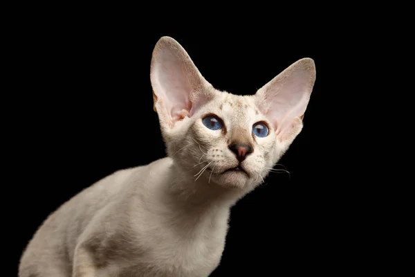 Nahaufnahme Peterbald Kitty Silberne Farbe Mit Blauen Augen Großen Ohren — Stockfoto