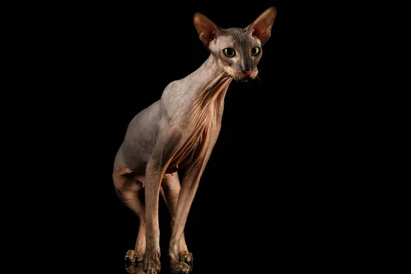 Haarlose Peterbald Cat Mit Grünen Augen Und Falten Hals Stehen — Stockfoto