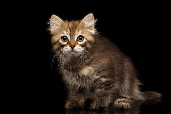 Brown Siberian Kitty Crouch Looking Curious Face Isolated Black Background — Stock Photo, Image