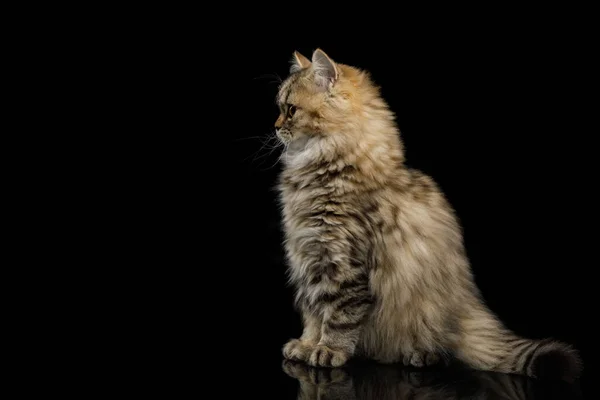 Gattino Peloso Seduto Guardando Lato Sul Backgroundon Nero Isolato — Foto Stock