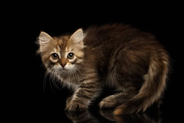 Crafty Brown Siberian Kitty Crouch Guardando Fotocamera Sfondo Nero Isolato — Foto Stock