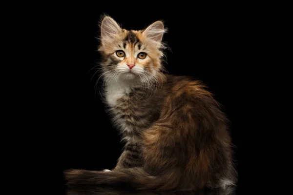 Jengibre Con Tabby Marrón Gatito Siberiano Sentado Mirando Cámara Sobre — Foto de Stock