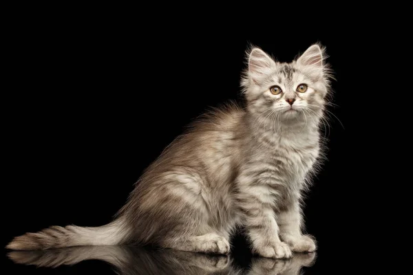 Srebrny Tabby Syberyjski Kotek Futrzanym Płaszczem Siedzący Odizolowanym Czarnym Tle — Zdjęcie stockowe