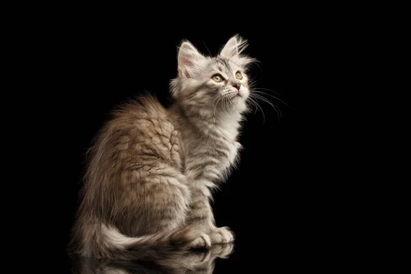 Silver Tabby Siberian Kitty Furry Coat Sitting Looking Isolated Black — Stock Photo, Image