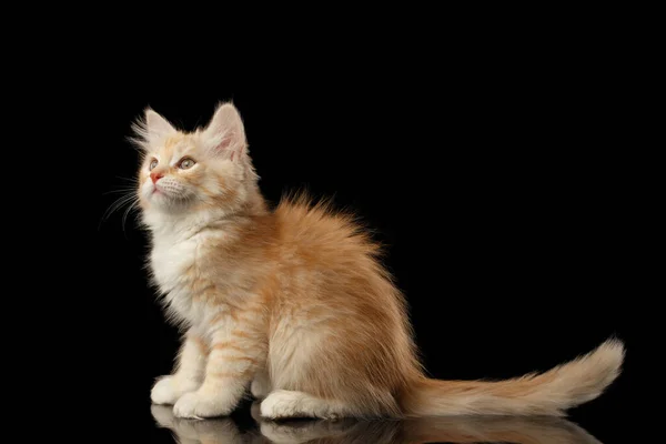 Ginger Syberyjski Kotek Siedzi Pytająco Patrząc Górę Odizolowanym Czarnym Tle — Zdjęcie stockowe