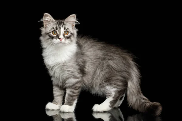 Zilver Siberisch Kitten Met Harige Vacht Staande Kijkend Naar Kant — Stockfoto