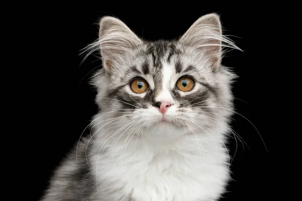 Portrait Silver Siberian Kitten Furry Coat Looking Camera Isolated Black — Stock Photo, Image
