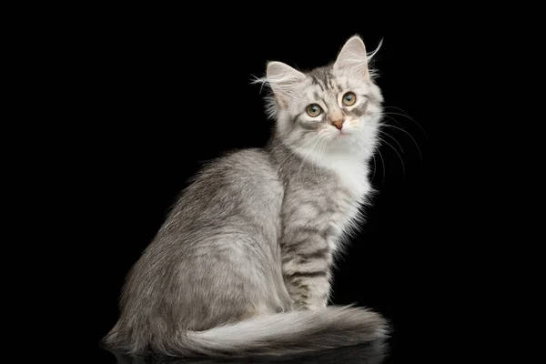 Silver Tabby Siberian Kitten Furry Coat Sitting Stare Isolated Black — Stock Photo, Image