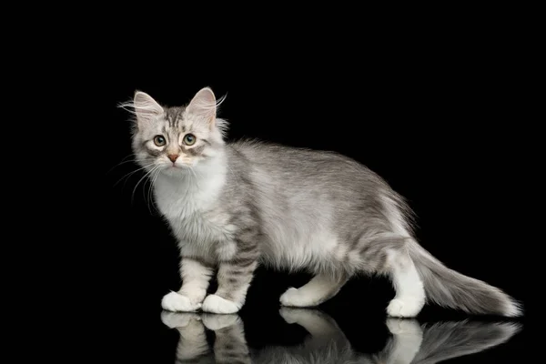 Silver Tabby Siberian Kitten Furry Coat Standing Looking Side Isolated — Stock Photo, Image