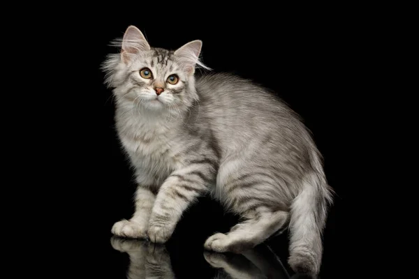 银色西伯利亚小猫 毛茸茸地站在那里 凝视着有倒影的孤立的黑色背景 — 图库照片